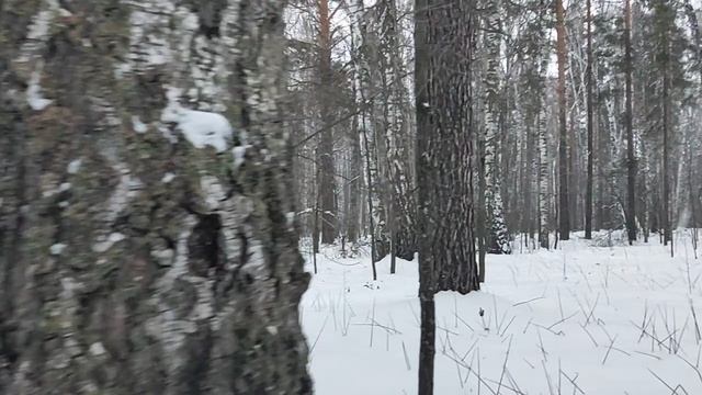 В лесу: мирно и спокойно, снежок.Инаугурация Трампа и как Трамп будет менять мир. СВО перед Трампом