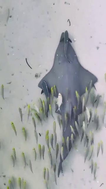 Залив Шарк, Австралия