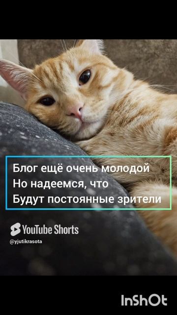 жизнь в городе, обращение к подписчикам #котики # общение