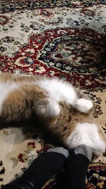 #милота #cute #кот #cats #животные