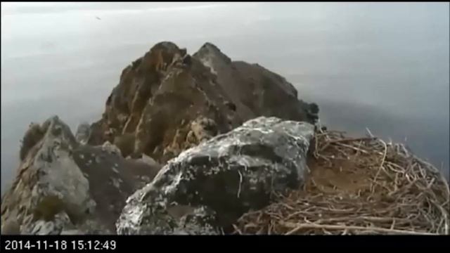 WE - Soaring Over the Tors and the Nest