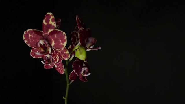 Phal. I-Hsin Adzuki Bean