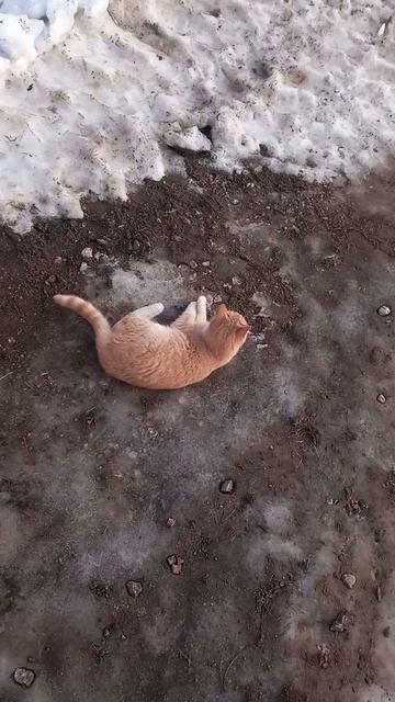 скучали котята
