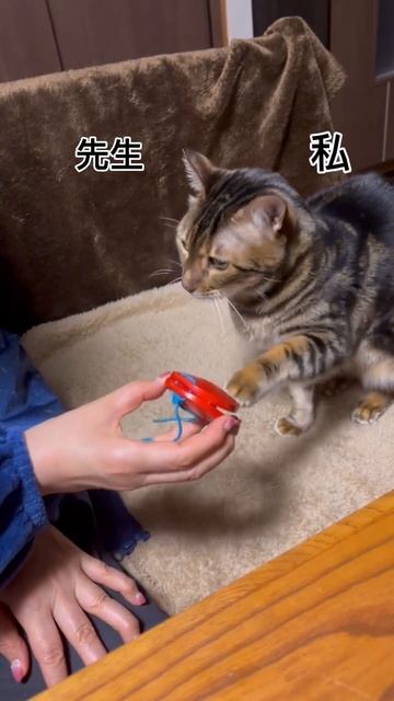 🎵 Когда пытаешься повторить в точности за учителем😹 #японскийязык #япония #японский #shorts #кот