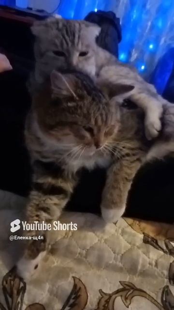 🐈🫶