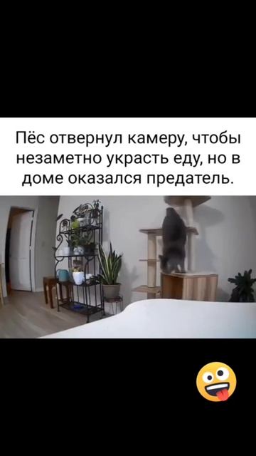 Юмор