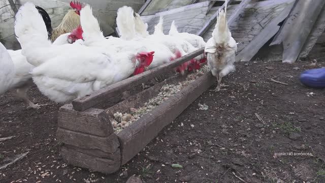 Мешанка для кур зимой. Набор ингредиентов