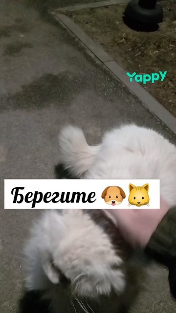 #Кошки #сабака