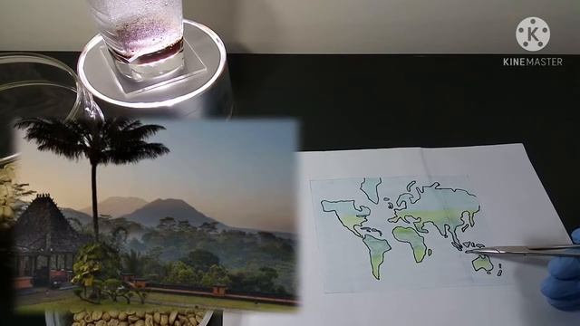 Longest Journey by a Coffee Plant (Ijen Blue Mountain Arabica)