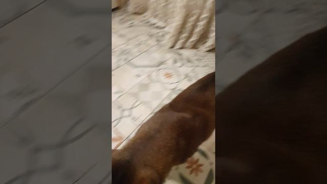 20250121_224234.mp4
