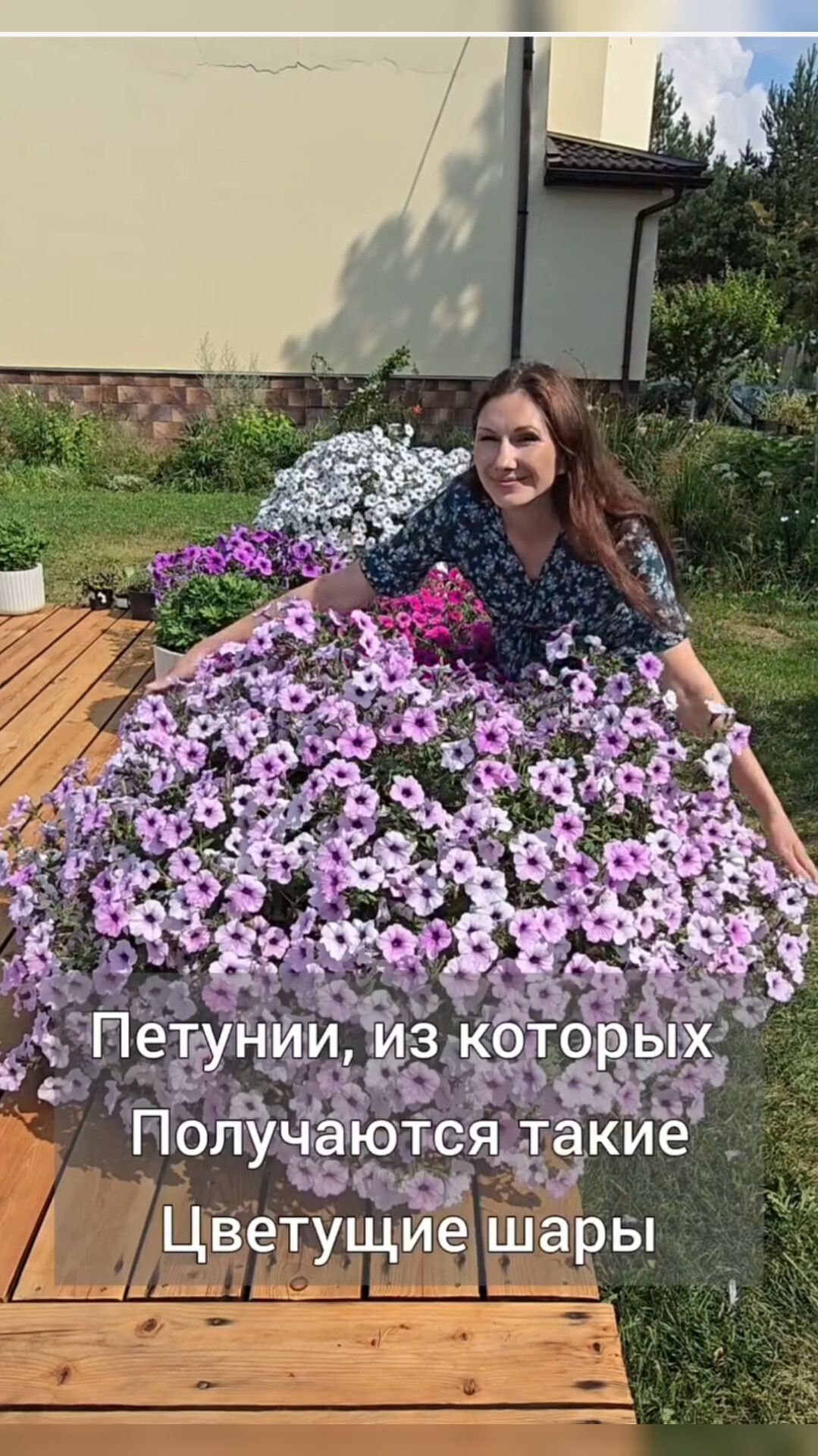 Петунии,  из которых Получаются такие огромные цветущие шары💜