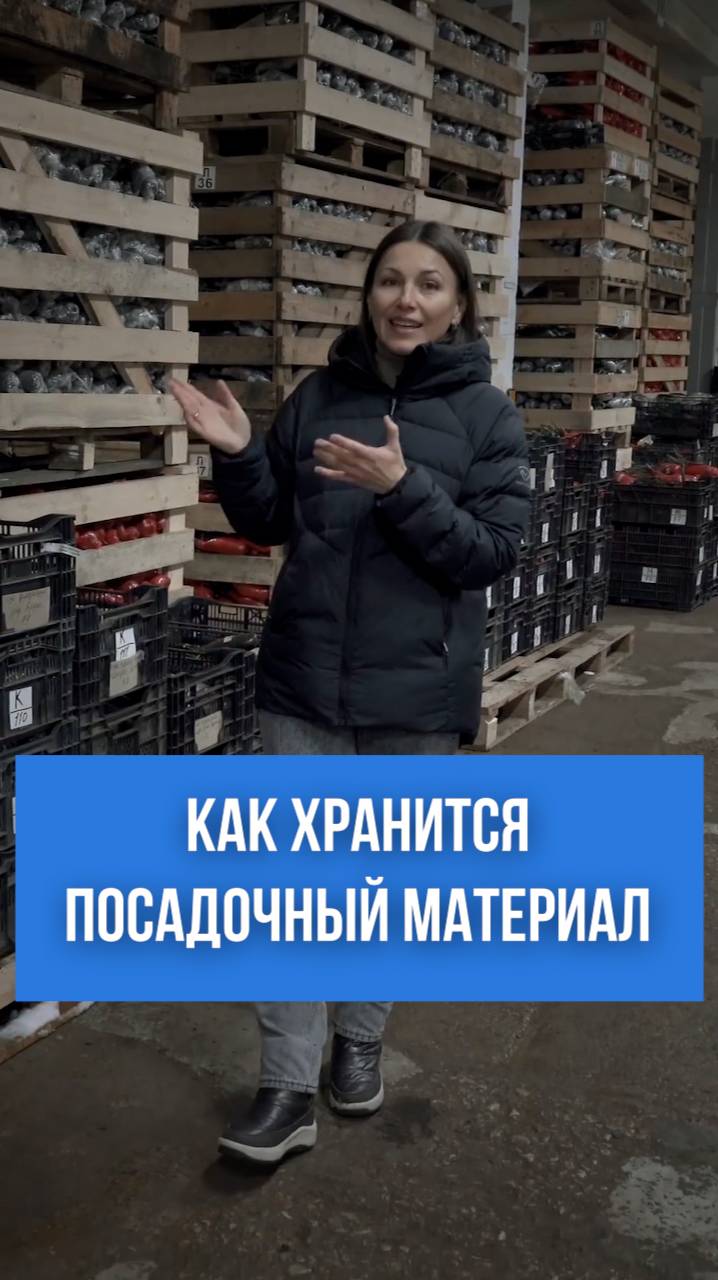 Раскрываем секрет! Как хранится посадочный материал в промышленных масштабах.