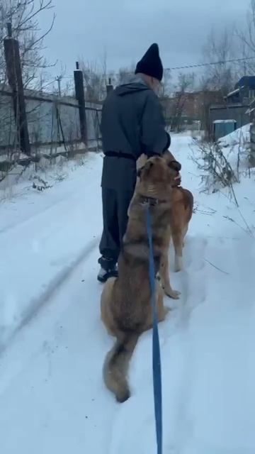 🏆 Обучение с удовольствием! 🐶✨