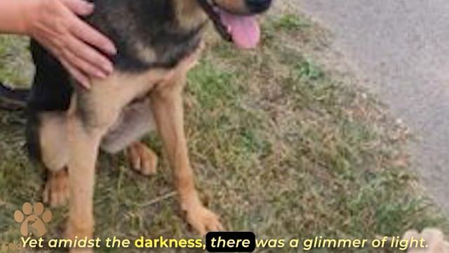The Girl Sat in the Entryway to the Last with the Puppy Her Parents Threw Away