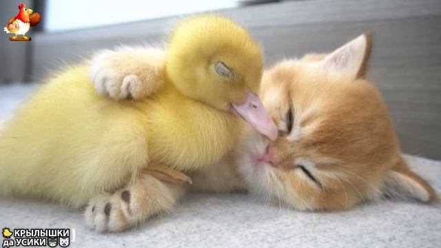 Утята и Цыплята - Кошки и котята - (5) Хвостики да Усики ❣️
