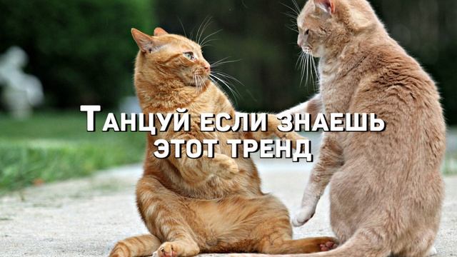 🎧💖Танцуй если знаешь этот тренд💖🎧