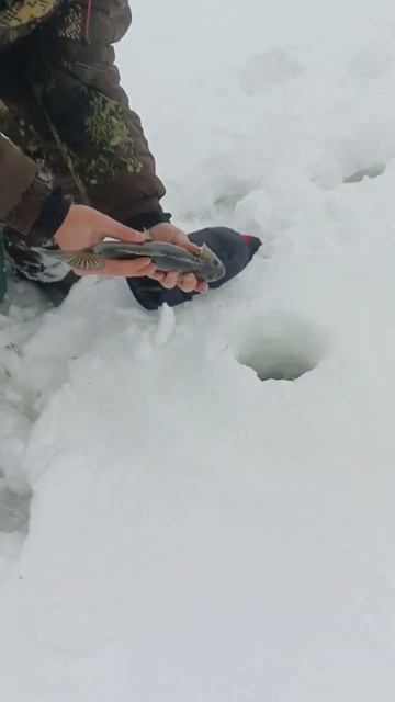 @RCVfishing не успел прийти и уже порет судака на Пироговском водохранилище. #рыбалка