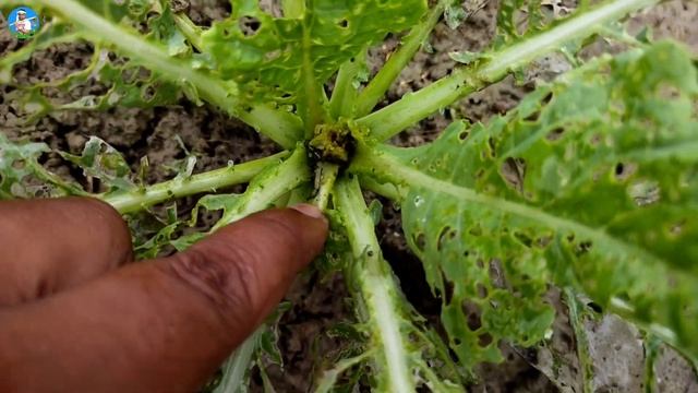 कोबरा कीटनाशक 🐛🐞Cobra insecticide | cypermethrin 0.25% DP | cypermethrin insecticide | kitnashak