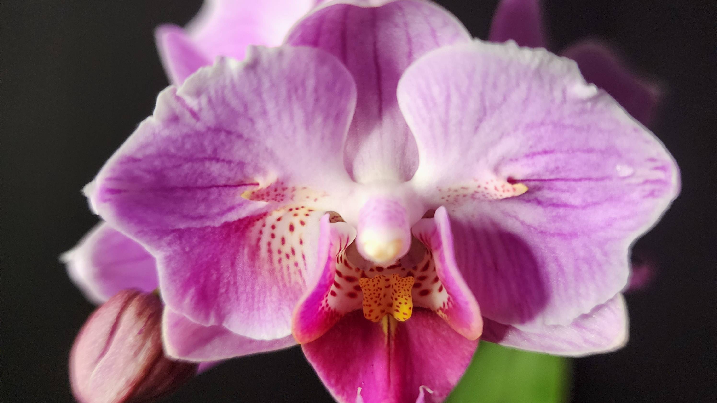 Phal. Miki Pink Rabbit 174  TL