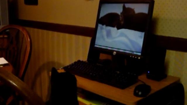 Mac the black cat at computer