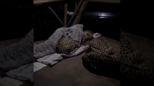 Семья гепардов всегда спит с лесником, и вот что запечатлела камера наблюдения