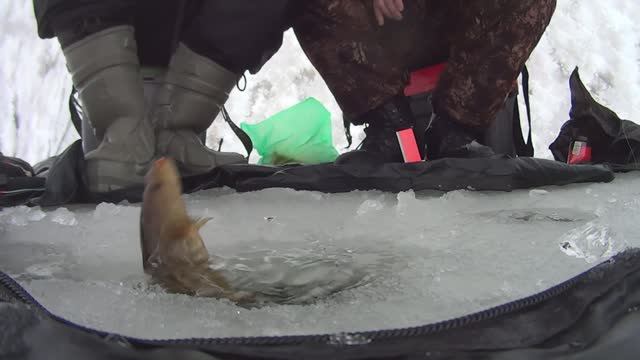 Попали на клев ротана