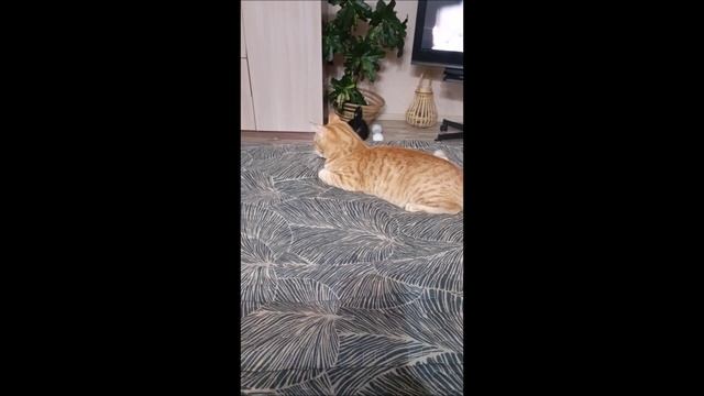 Кот