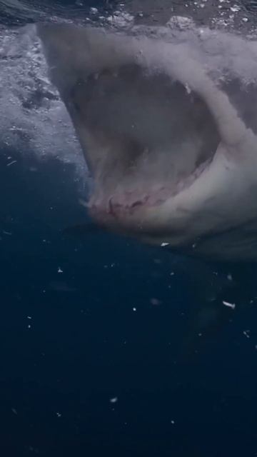 А вот и Акула в Египте, надеюсь теперь всё видно #shorts #shark #акула