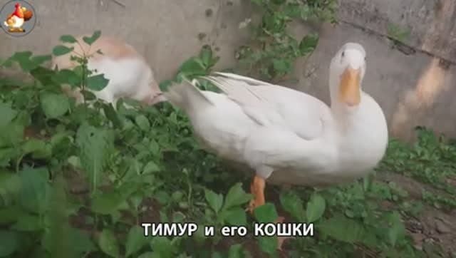 Пекинский селезень Тимур и его кошки 🥰 выпуск (5)