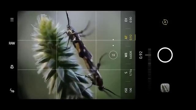 APEXEL100X увеличительная линза для телефона.