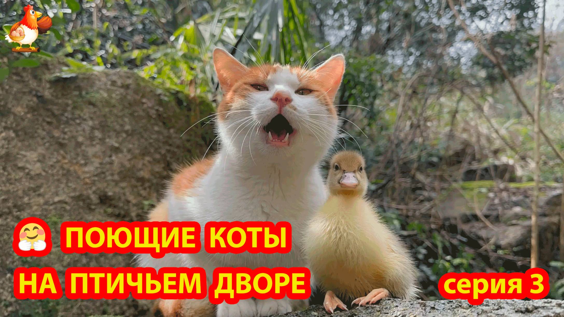 Крутые коты у птичьего двора серия 3 🐈🐈⬛😹 Природа Абхазии и подворье с птицами и животными ❣️