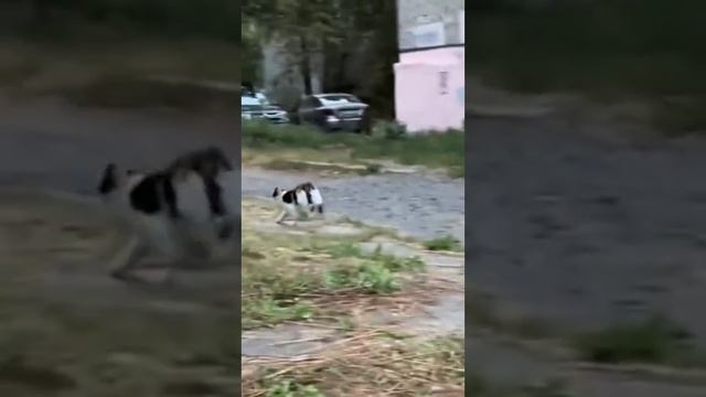 Веселые животные.