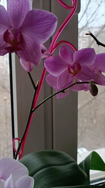 Цветочки на кухне🌸 Орхидейкам больше 10 лет.