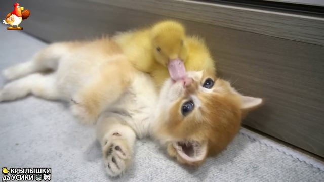 Утята и Цыплята - Кошки и котята - (2) Хвостики да Усики ❣️