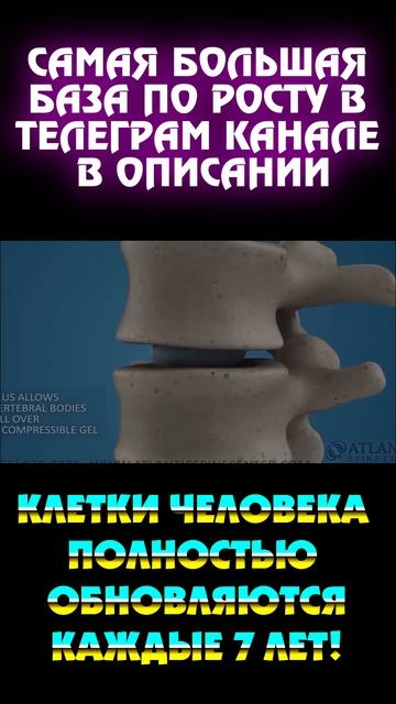 Как растут кости
