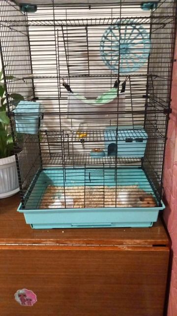 4 часть мои хомячки Снежка и Фиона 🐭🐭🐭