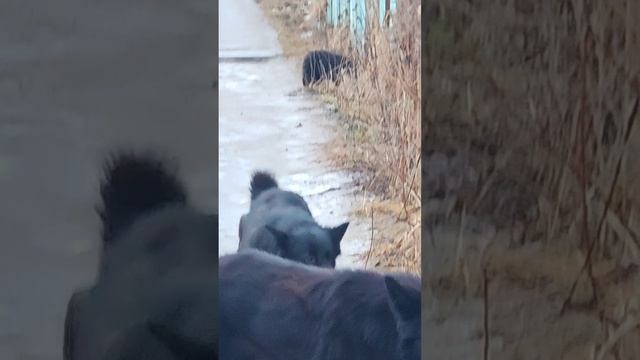 Семья.