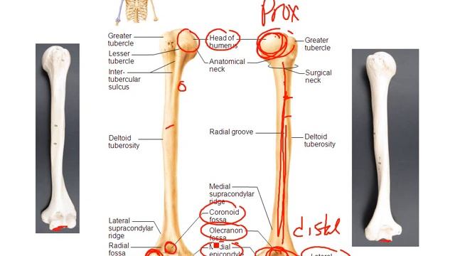 Pectoral Girdle and Arms