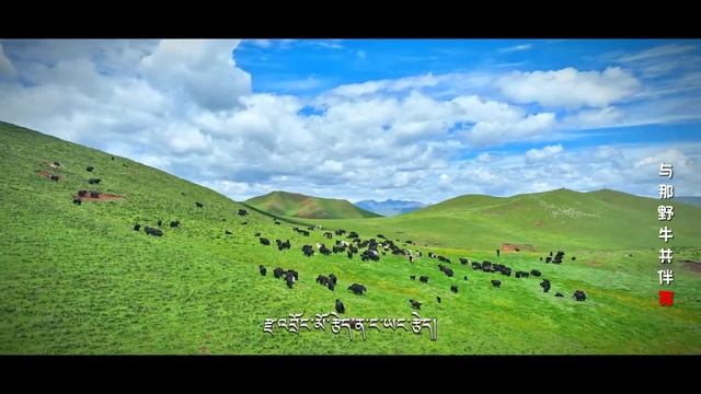 New Tibetan Song 2023 ཨ་རྩེད། མ་ཅིག་སྒྲོལ་མ། Machik Dolma