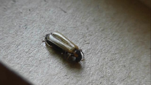 Rhagonycha nigriventris (мягкотелка жёлтая)