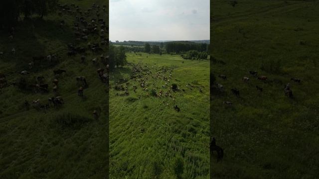 Деревенская жизнь