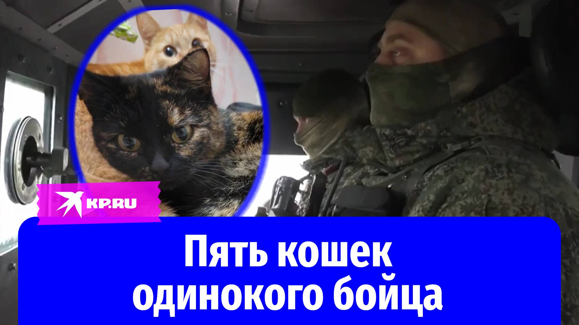 Пристроил пять своих кошек – и ушёл на передовую