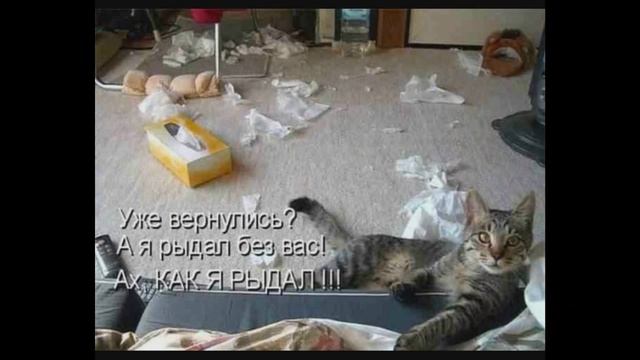 Всё о кошках для детей глава № 3