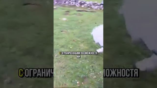 Существует лошадка, которая по размеру – не больше крупной собаки. Называется порода Фалабелла