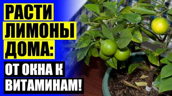 🎯 ДЕКОРАТИВНОЕ ЛИМОННОЕ ДЕРЕВО 🤘