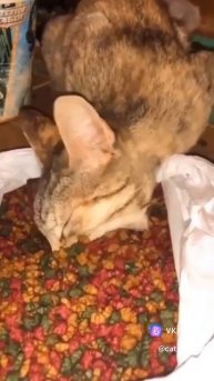 кот по кличке экскаватор