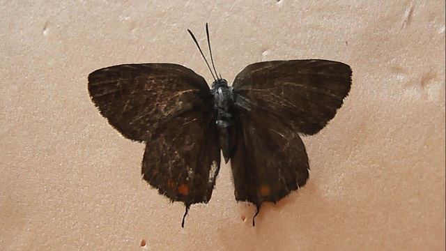 Satyrium spini (хвостатка терновая)