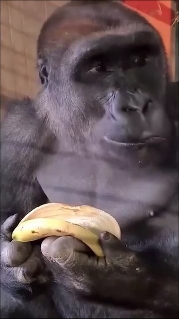 _pravilno_est_banan_yapfiles.ru