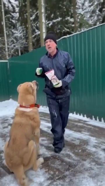 🐶 Дрессировка с лакомствами ВАРЯГ!