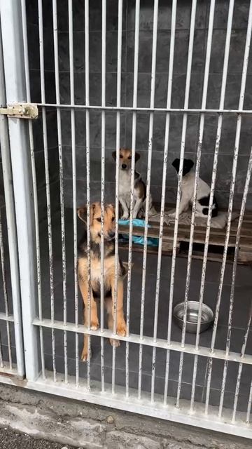 Щенки под усыпление